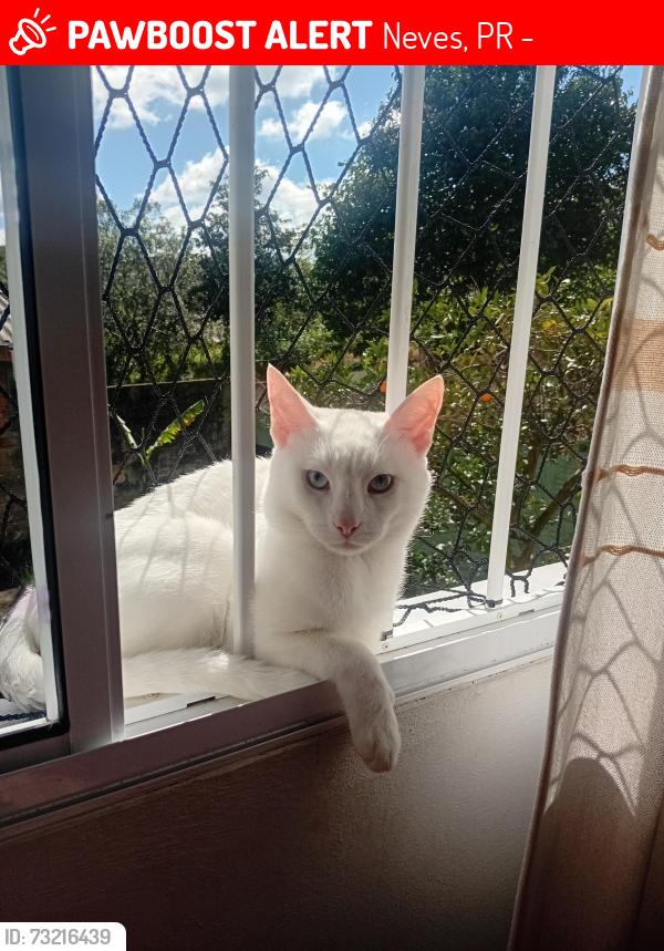 Lost Male Cat last seen Próximo igreja vila mariana, Neves, PR 84020-100