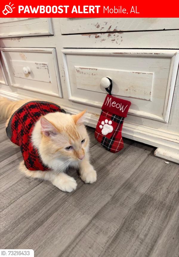 Lost Male Cat last seen Donham Dr/Howells Ferry Rd, Mobile, AL 36618