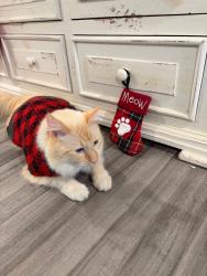 Lost Male Cat last seen Donham Dr/Howells Ferry Rd, Mobile, AL 36618
