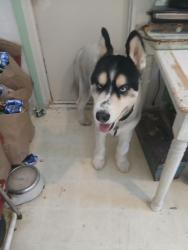 Lost Male Dog last seen Near D st Hayward ca, Hayward, CA 94541
