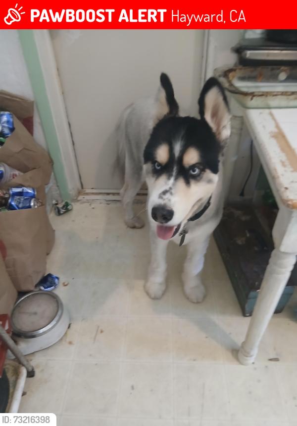 Lost Male Dog last seen Near D st Hayward ca, Hayward, CA 94541