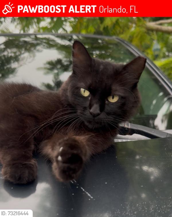 Lost Female Cat last seen Weltin st, Orlando, FL 32803