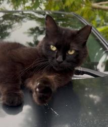Lost Female Cat last seen Weltin st, Orlando, FL 32803