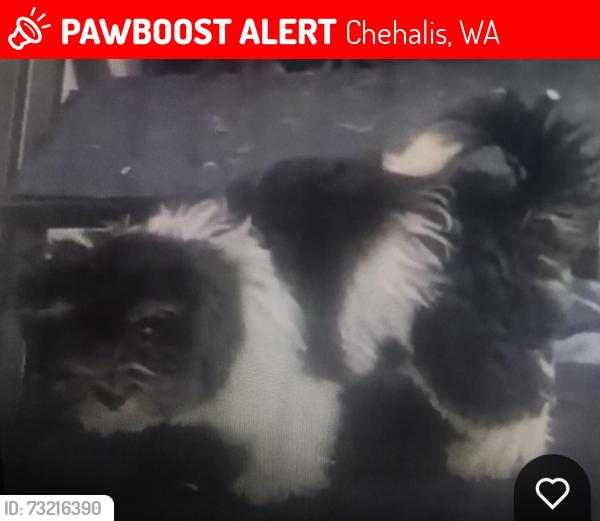 Lost Female Dog last seen Jackson Highway/Marys Corner, Chehalis, WA 98532
