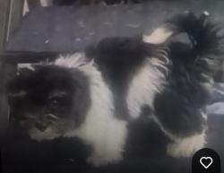 Lost Female Dog last seen Jackson Highway/Marys Corner, Chehalis, WA 98532