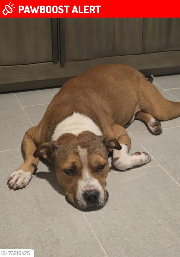 Lost Male Dog last seen Roosevelt Roads area , Ceiba PR, Roosevelt Roads, Ceiba 00735
