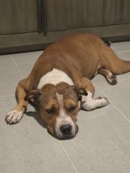 Lost Male Dog last seen Roosevelt Roads area , Ceiba PR, Roosevelt Roads, Ceiba 00735