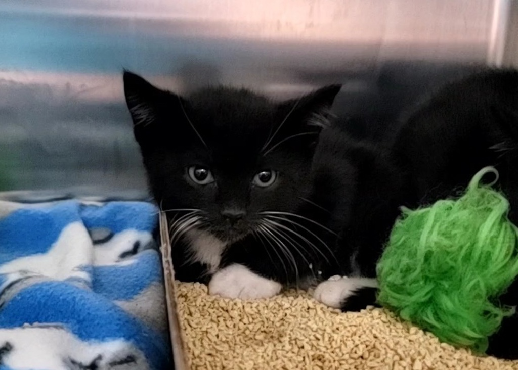 Shelter Stray Female Cat last seen Near Fingerboard Road, STATEN ISLAND, NY, 10305, 3139 Veterans Rd W, Staten Island, NY 10309, USA