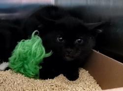 Shelter Stray Male Cat last seen Near Fingerboard Road, STATEN ISLAND, NY, 10305, 3139 Veterans Rd W, Staten Island, NY 10309, USA
