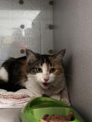 Shelter Stray Female Cat last seen Near S Stagg Street, Midvale, UT, 84047, 511 W 3900 S, Salt Lake City, UT 84123, USA
