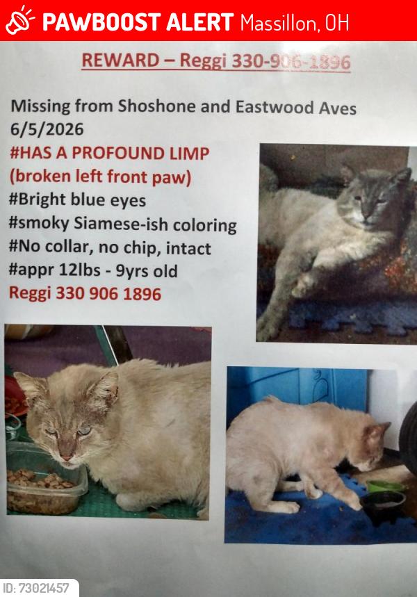 Lost Male Cat last seen valeside st nw, Massillon, OH 44646