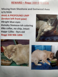 Lost Male Cat last seen valeside st nw, Massillon, OH 44646