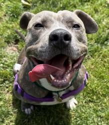 Shelter Stray Male Dog last seen Near Pelton Center Way, SAN LEANDRO, CA, 94577, 8323 Baldwin St, Oakland, CA 94621, USA