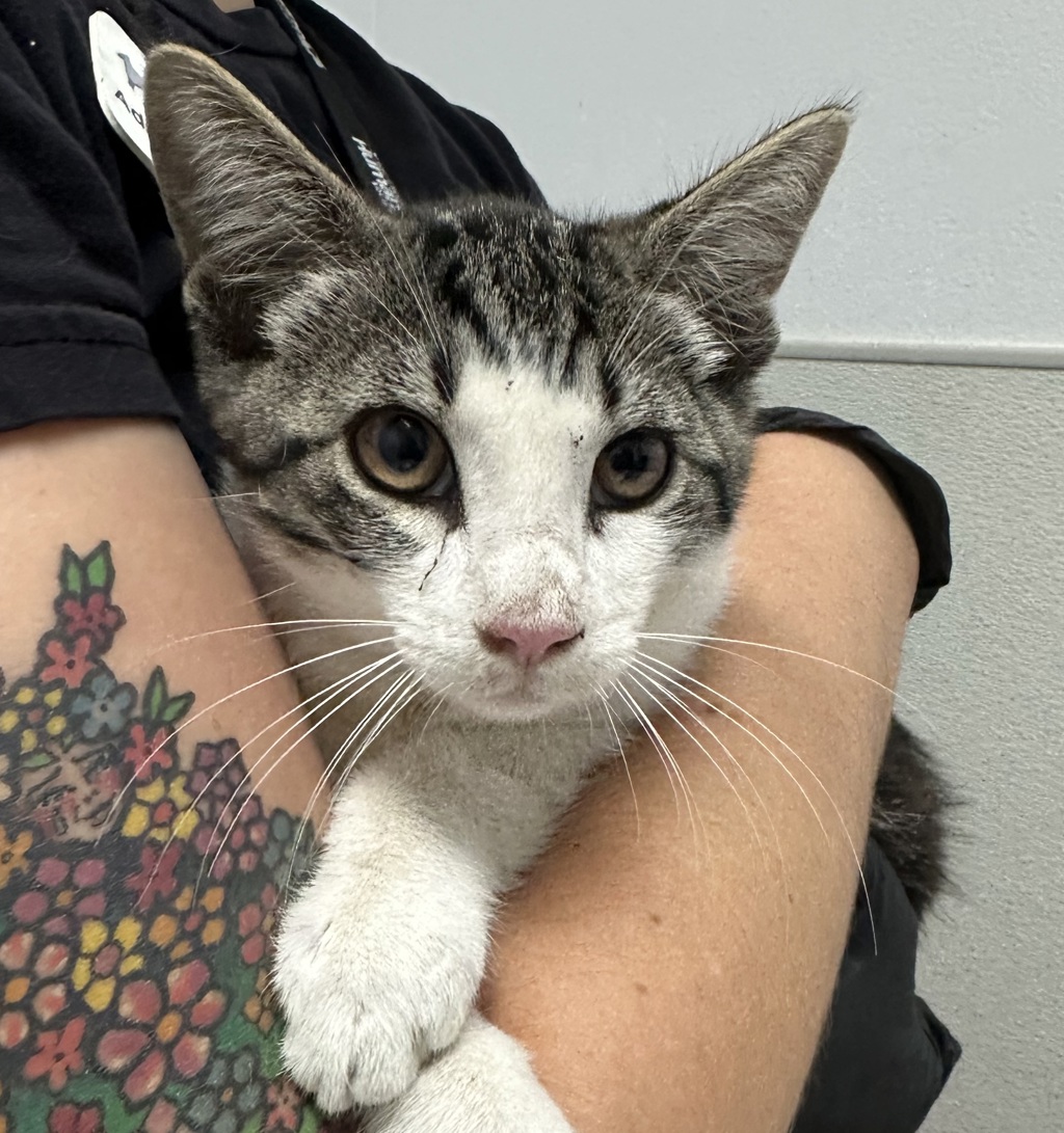 Shelter Stray Male Cat last seen On the street, San Diego, CA, 92116, 5500 Gaines St, San Diego, CA 92110, USA