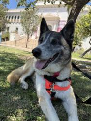 Shelter Stray Male Dog last seen Near G Street, San Diego, CA, 92101, 5500 Gaines St, San Diego, CA 92110, USA