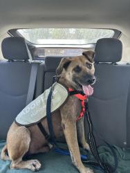 Shelter Stray Male Dog last seen Imperial Avenue, San Diego, CA, 92114, 5500 Gaines St, San Diego, CA 92110, USA