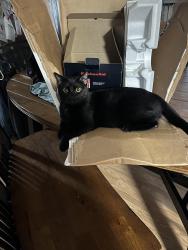 Lost Male Cat last seen Prysmian in waskom tx, Waskom, TX 75692