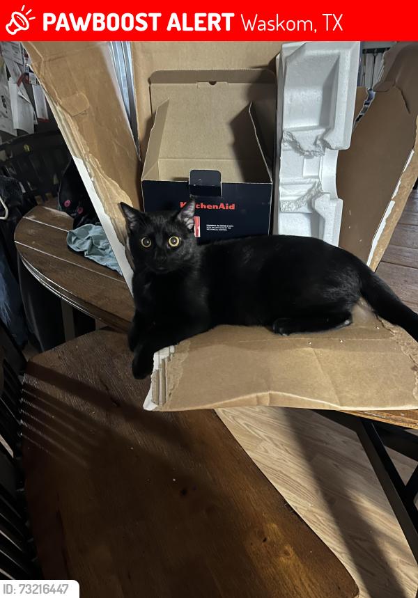 Lost Male Cat last seen Prysmian in waskom tx, Waskom, TX 75692