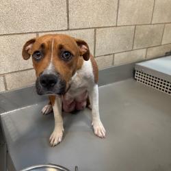 Shelter Stray Female Dog last seen Near E 37th Street, DES MOINES, IA, 50317, Des Moines, IA 50313