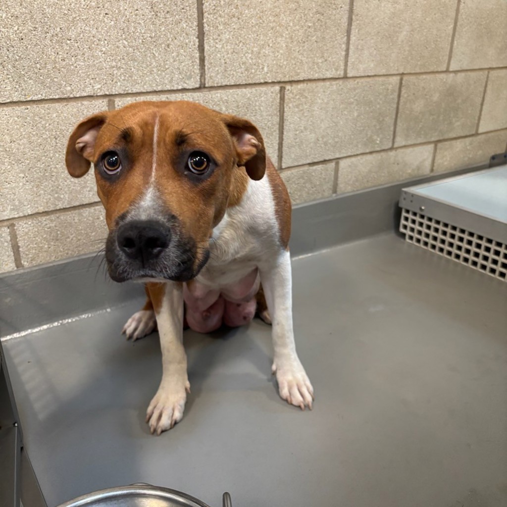 Shelter Stray Female Dog last seen Near E 37th Street, DES MOINES, IA, 50317, Des Moines, IA 50313