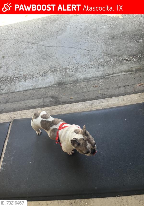 Lost Female Dog last seen AMS, Atascocita, TX 77346