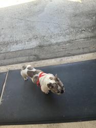 Lost Female Dog last seen AMS, Atascocita, TX 77346