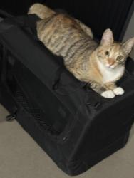 Lost Female Cat last seen Tanga Vinny’s Road Edmondson Park, Edmondson Park, NSW 2174