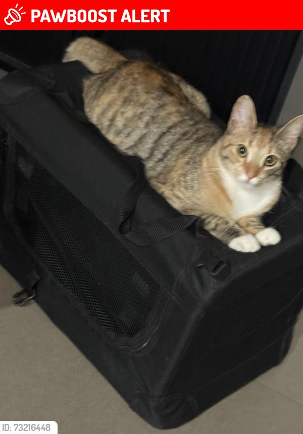 Lost Female Cat last seen Tanga Vinny’s Road Edmondson Park, Edmondson Park, NSW 2174