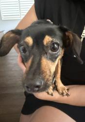 Found/Stray Unknown Dog last seen Glenroy St, San Diego, CA 92120