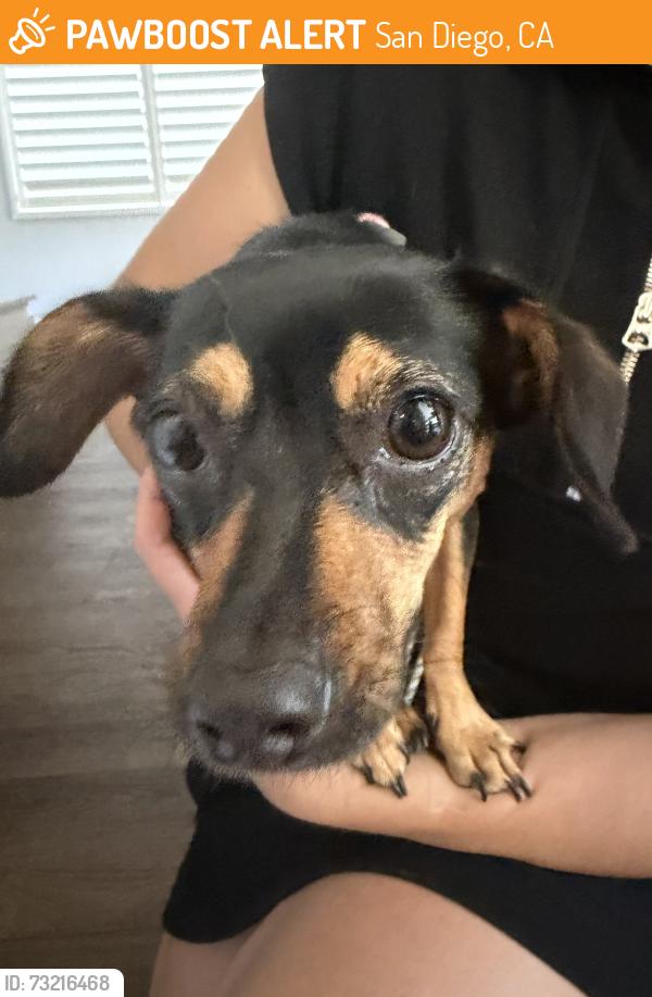 Found/Stray Unknown Dog last seen Glenroy St, San Diego, CA 92120