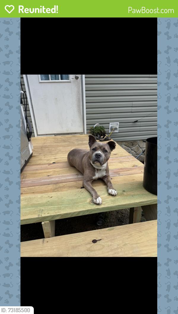 Reunited Female Dog last seen Pine grove rd, Knoxville, TN 37914