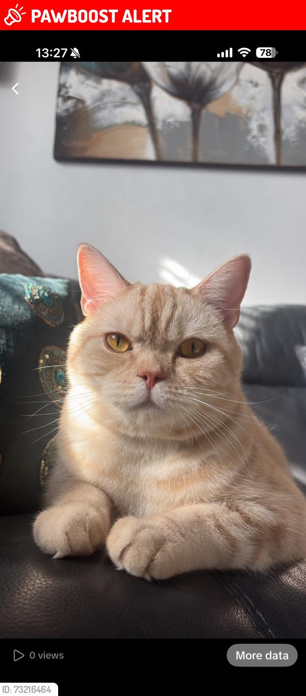 Lost Male Cat last seen Stainforth Road, Devonshire Road, Newbury Park, England 