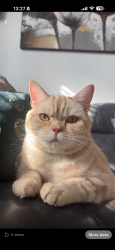 Lost Male Cat last seen Stainforth Road, Devonshire Road, Newbury Park, England 
