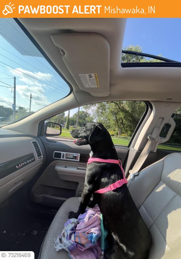 Found/Stray Female Dog last seen Livolnway and south west street, Mishawaka, IN 46544
