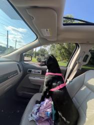 Found/Stray Female Dog last seen Livolnway and south west street, Mishawaka, IN 46544