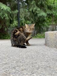 Lost Female Cat last seen Walking paths behind Rockyview General hosp, Calgary, AB T2V 1P9