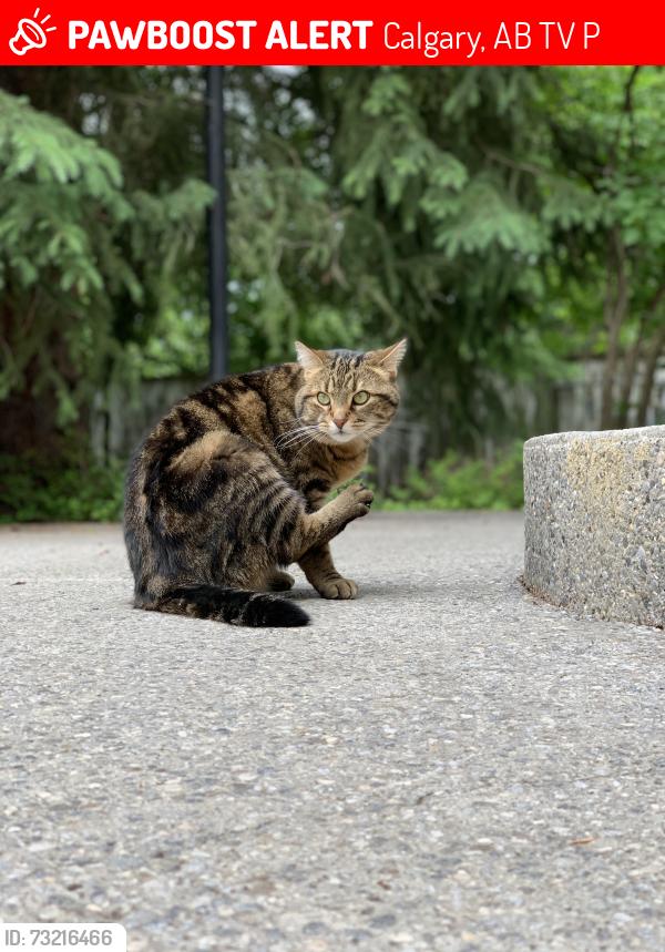 Lost Female Cat last seen Walking paths behind Rockyview General hosp, Calgary, AB T2V 1P9