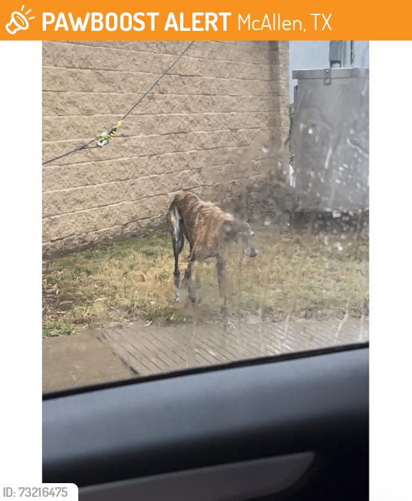 Found/Stray Unknown Dog last seen Dove and 6, McAllen, TX 78504