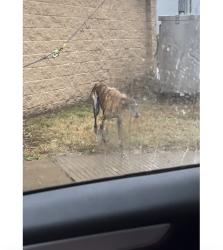 Found/Stray Unknown Dog last seen Dove and 6, McAllen, TX 78504