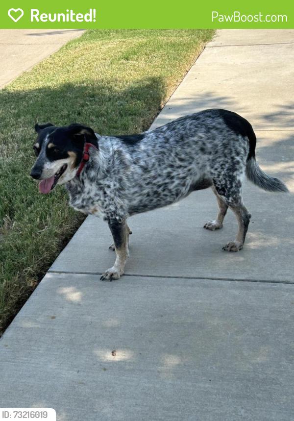 Reunited Female Dog last seen Byrd Ranch Road, Midlothian, TX 76065