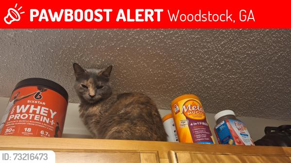 Lost Female Cat last seen Olde Mill trace and Olde Mill Drive NE, Woodstock, GA 30188