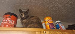 Lost Female Cat last seen Olde Mill trace and Olde Mill Drive NE, Woodstock, GA 30188