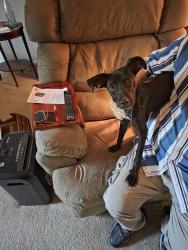 Found/Stray Female Dog last seen Torrington/Tamhaven, Memphis, TN 38016