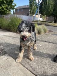 Reunited Male Dog last seen Samara & Seringa, Bremerton, WA 98310
