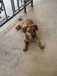Found/Stray Male Dog last seen SE 19th and Mansfield, Del City, OK 73115
