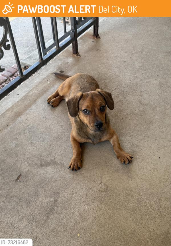Found/Stray Male Dog last seen SE 19th and Mansfield, Del City, OK 73115