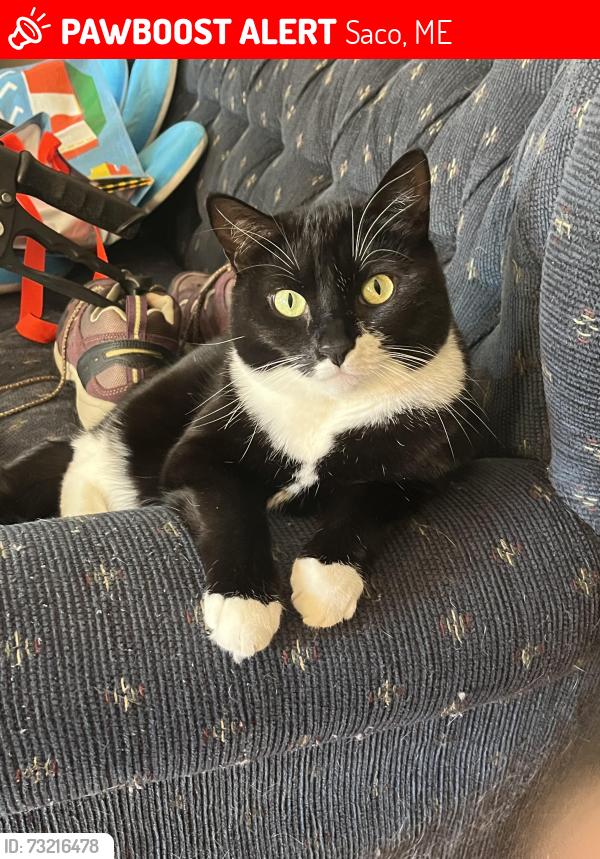 Lost Female Cat last seen Grove Circle, Paul Ave, Mary Ave, Saco, ME 04005