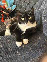 Lost Female Cat last seen Grove Circle, Paul Ave, Mary Ave, Saco, ME 04005