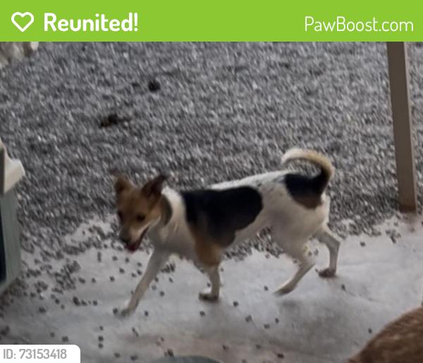 Reunited Female Dog last seen Yarbrough, El Paso, TX 79935