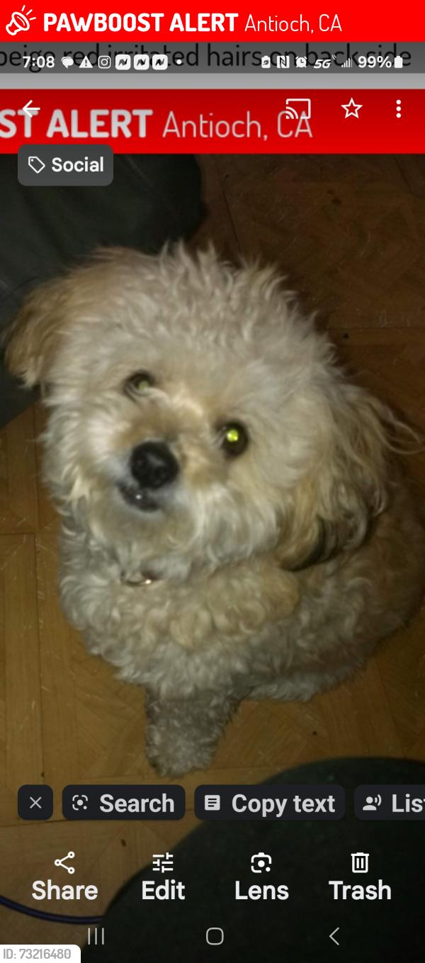 Lost Male Dog last seen Bryan, Antioch, CA 94509